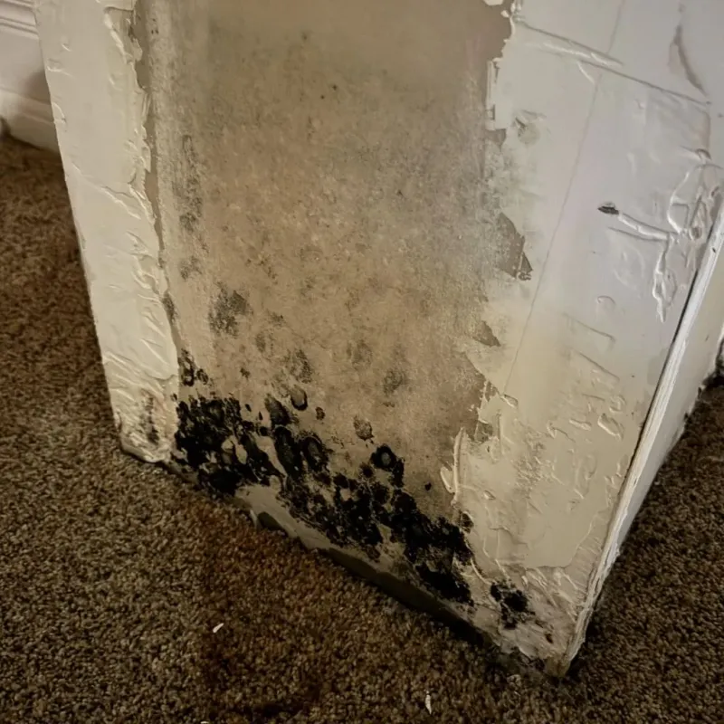Professional Mold Removal in Progress, PA